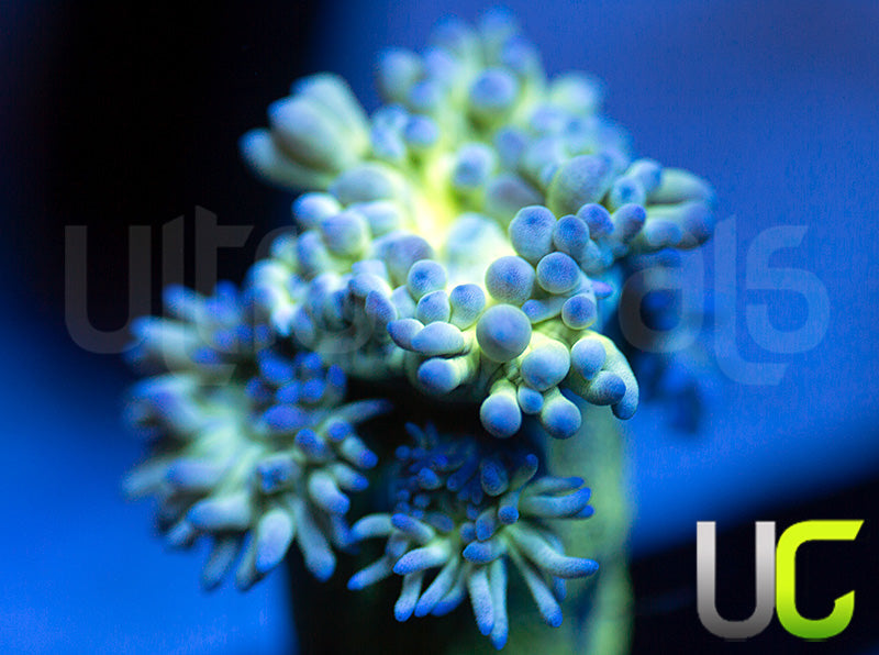 UC Blue Tipped Duncan