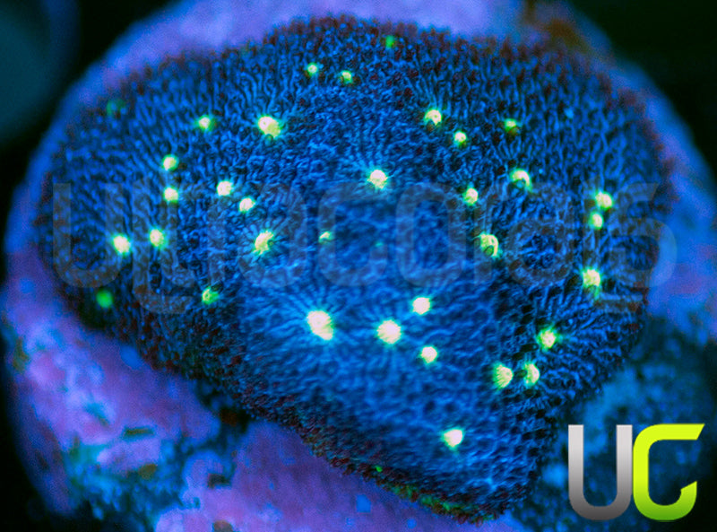 Nuclear Constellation Psammocora