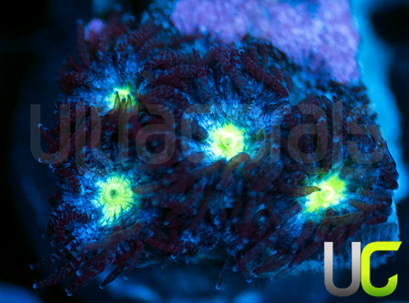 UC Stunt Double Leptastrea
