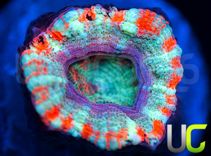 UC Big Top Micro Lord