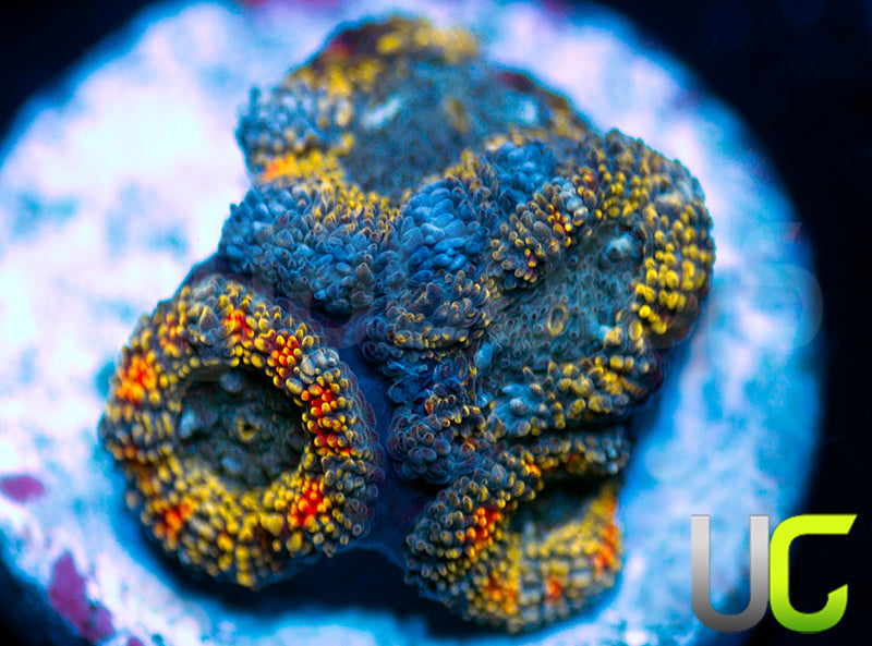 UC Changling Micro Amakusensis