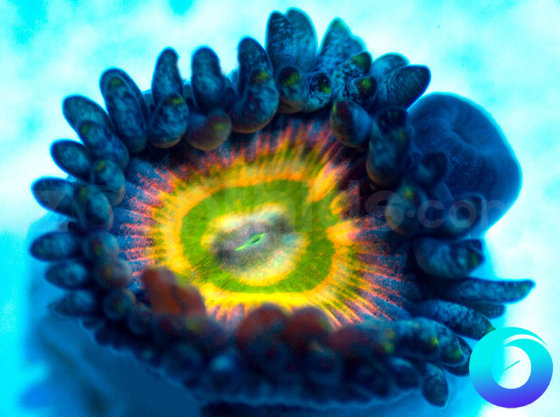 NEW RELEASE: Grateful Dead