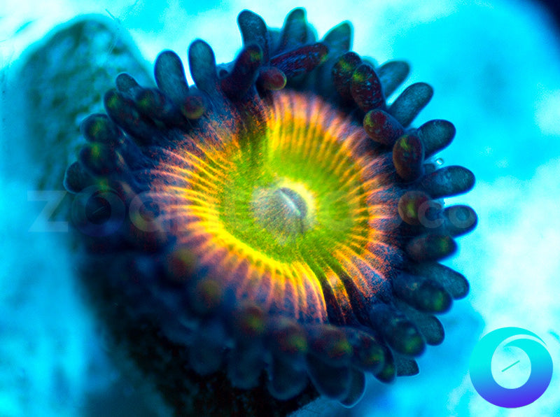 NEW RELEASE: Grateful Dead