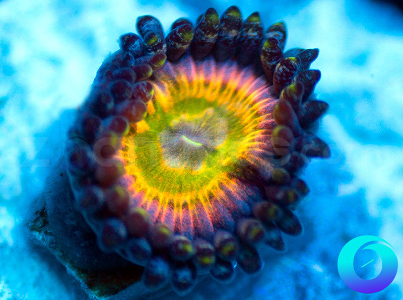 NEW RELEASE: Grateful Dead