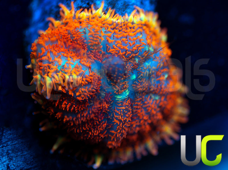 UC Hells Spells Mushroom