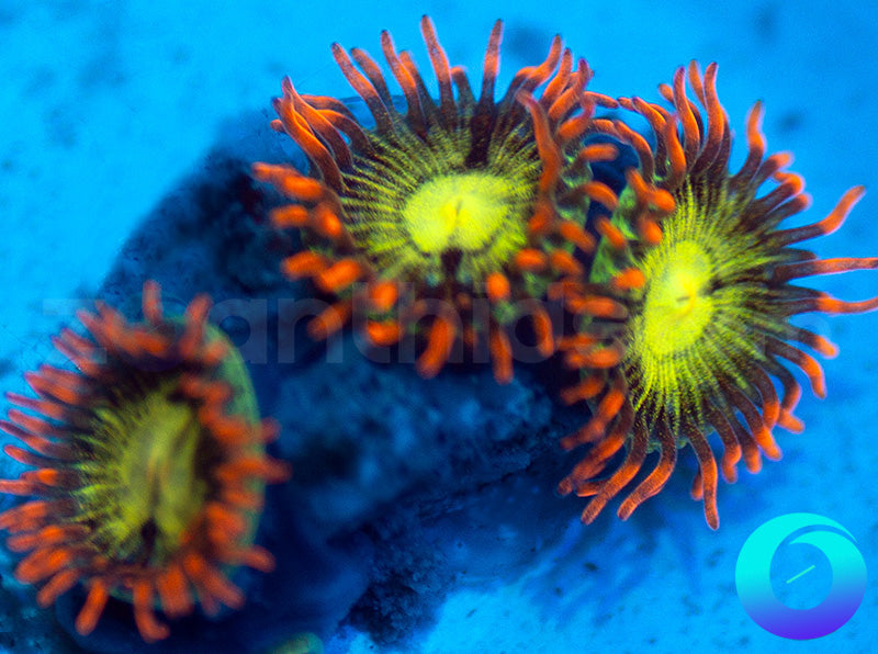 NEW RELEASE: Thunder Down Under