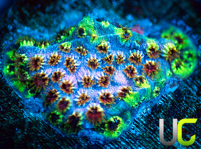 WWC Skittles Bomb Cyphastrea