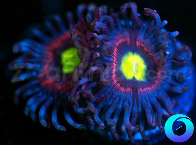 Bubblicious