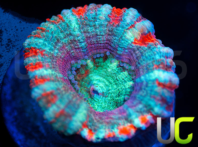 UC Big Top Micro Lord