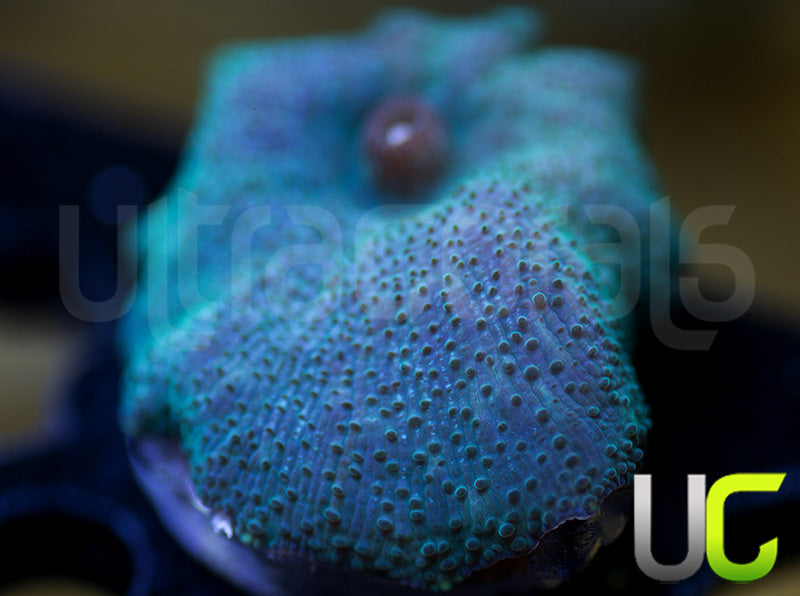 OG Indonesian Blue Mushroom