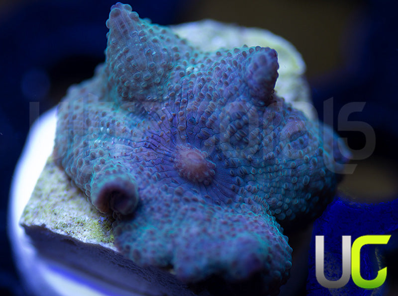 OG Indonesian Blue Mushroom