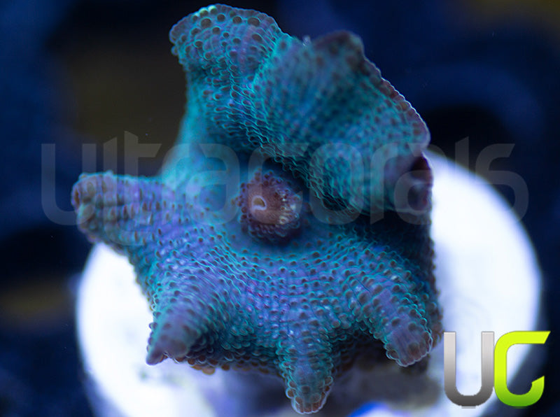 OG Indonesian Blue Mushroom