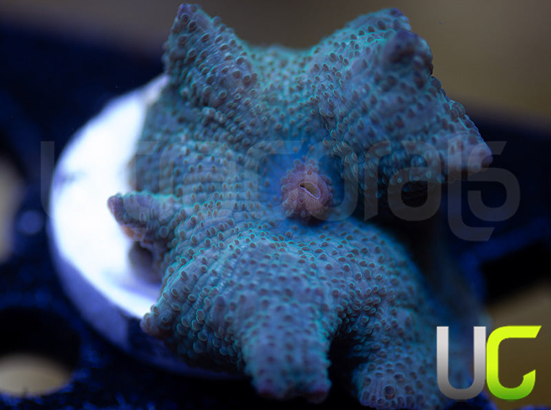 OG Indonesian Blue Mushroom