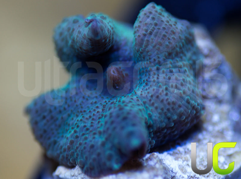 OG Indonesian Blue Mushroom