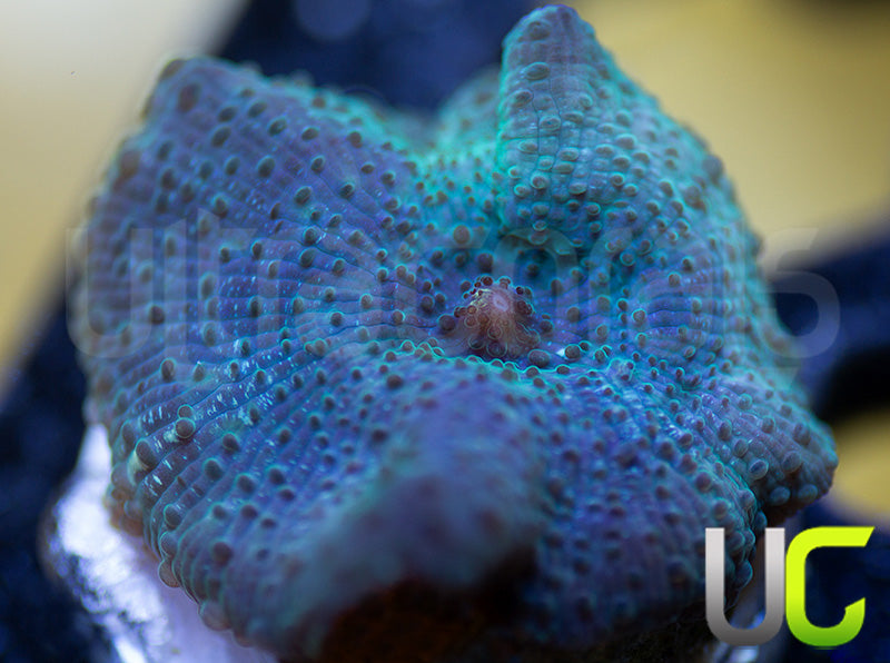 OG Indonesian Blue Mushroom