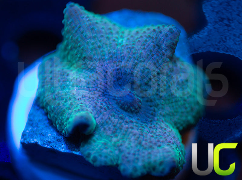 OG Indonesian Blue Mushroom