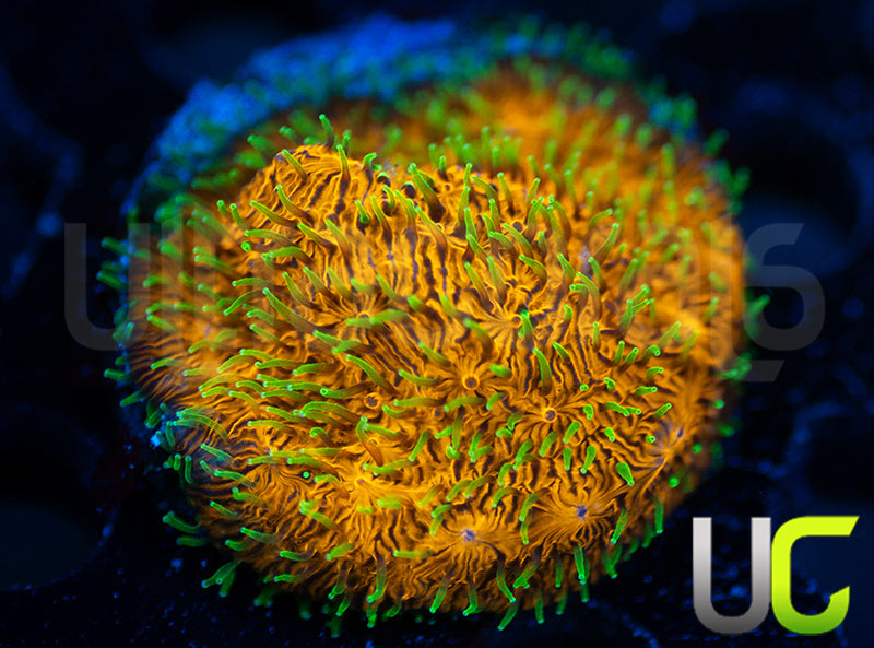 UC Fuzzy Navel Litho