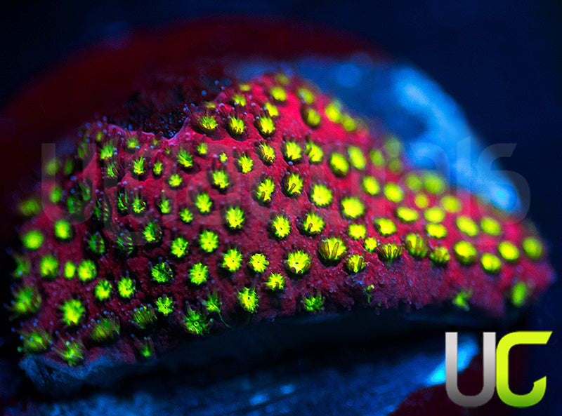 UC Raspberry Pie Stylo