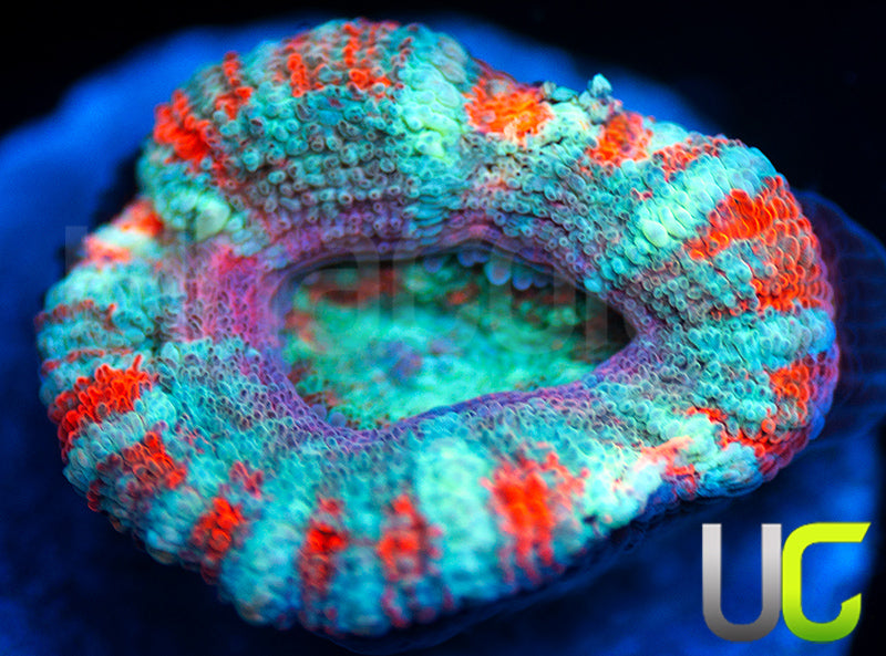 UC Big Top Micro Lord