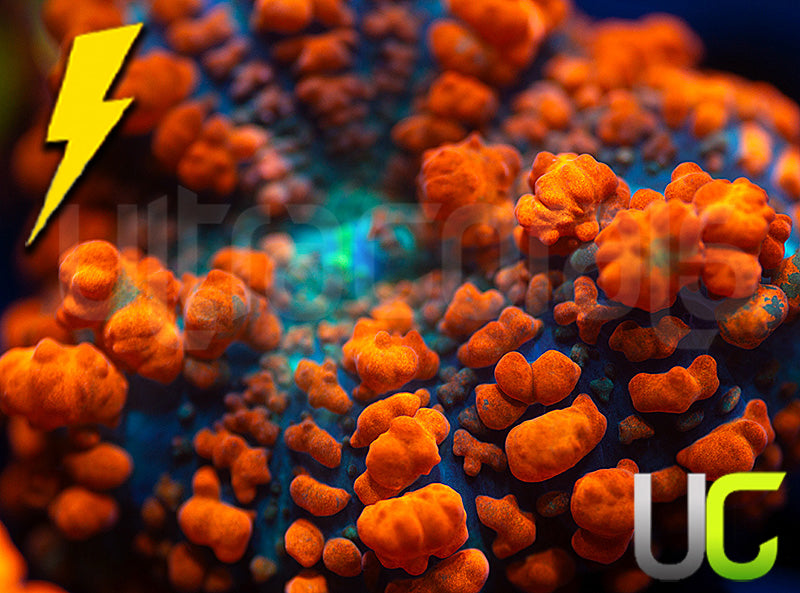 ER Bubonic Bounce Mushroom