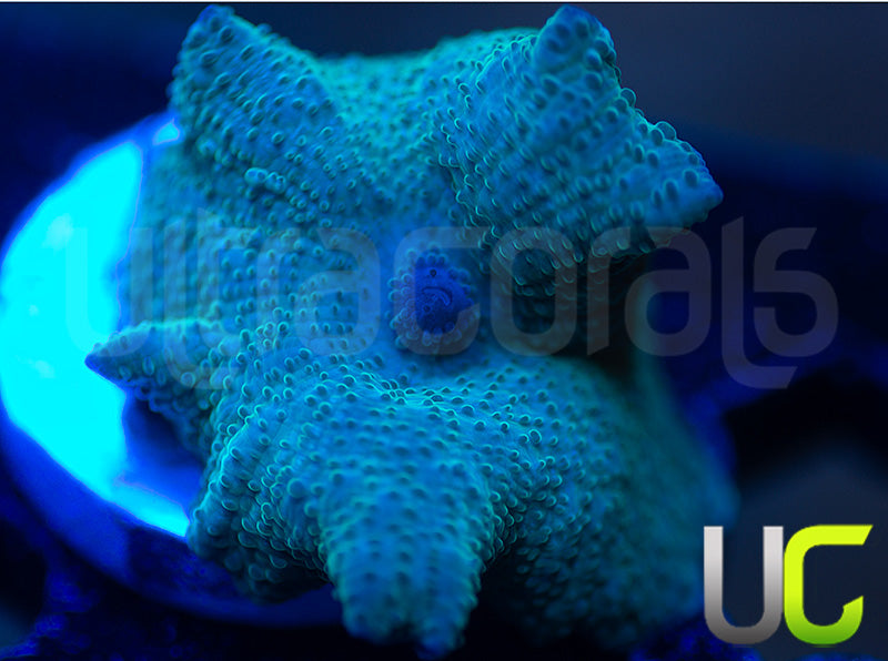 OG Indonesian Blue Mushroom