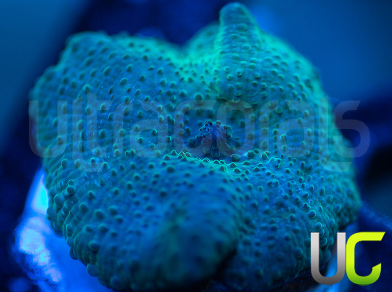 OG Indonesian Blue Mushroom