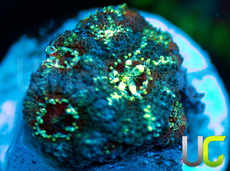 UC Feng Shui Micro Amakusensis