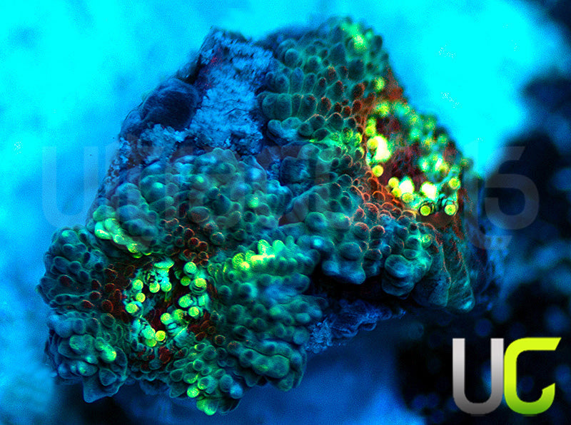 UC Feng Shui Micro Amakusensis