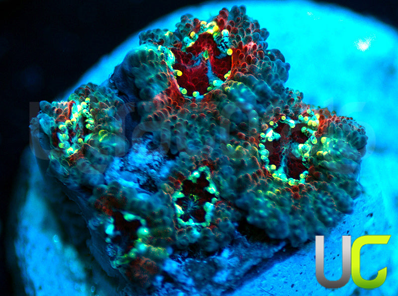 UC Feng Shui Micro Amakusensis