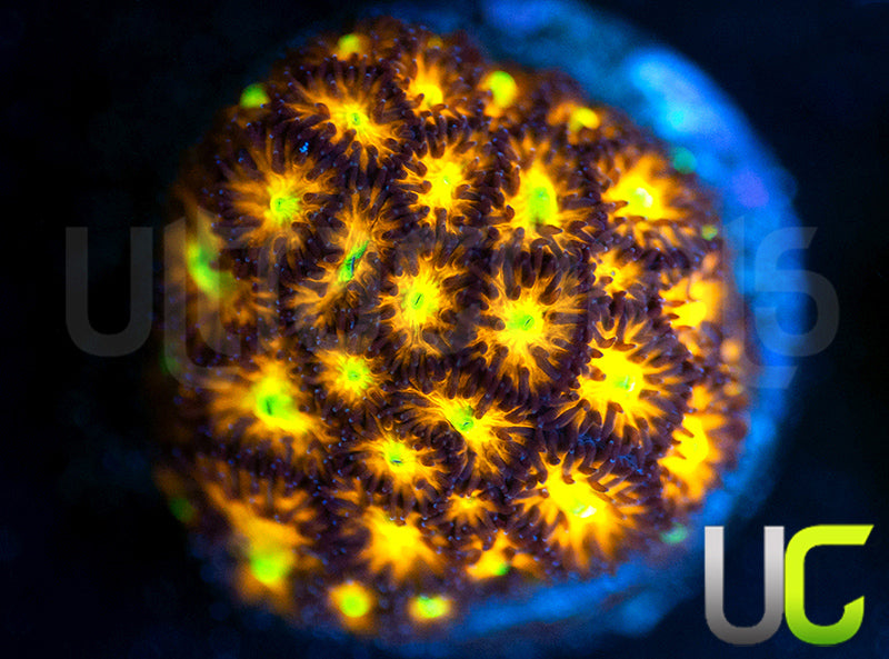 UC Dragon Ball Z Leptastrea