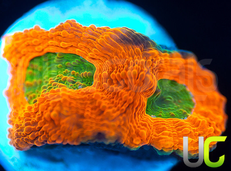 OG Pumpkin Patch Acan Echinata