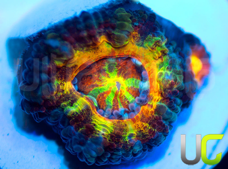 UC Crazy Carny Micro Lord