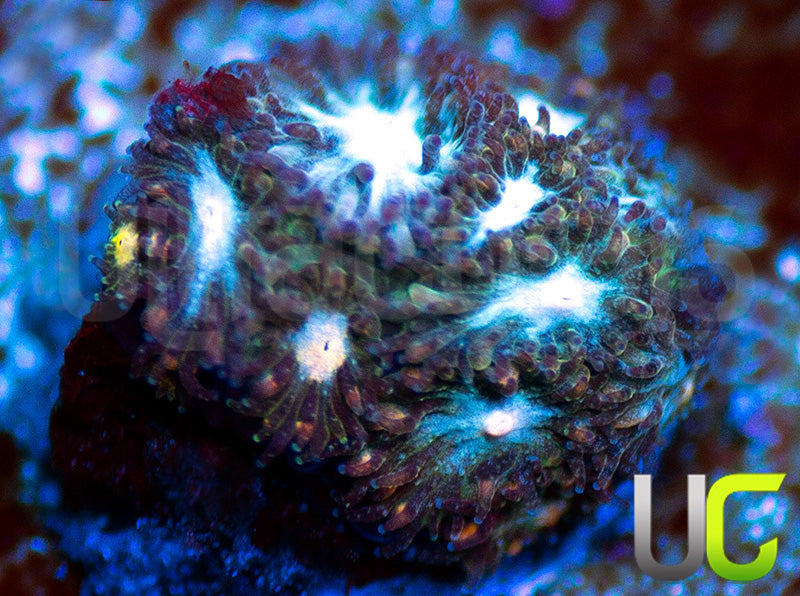 UC Chicken Pox Leptastrea