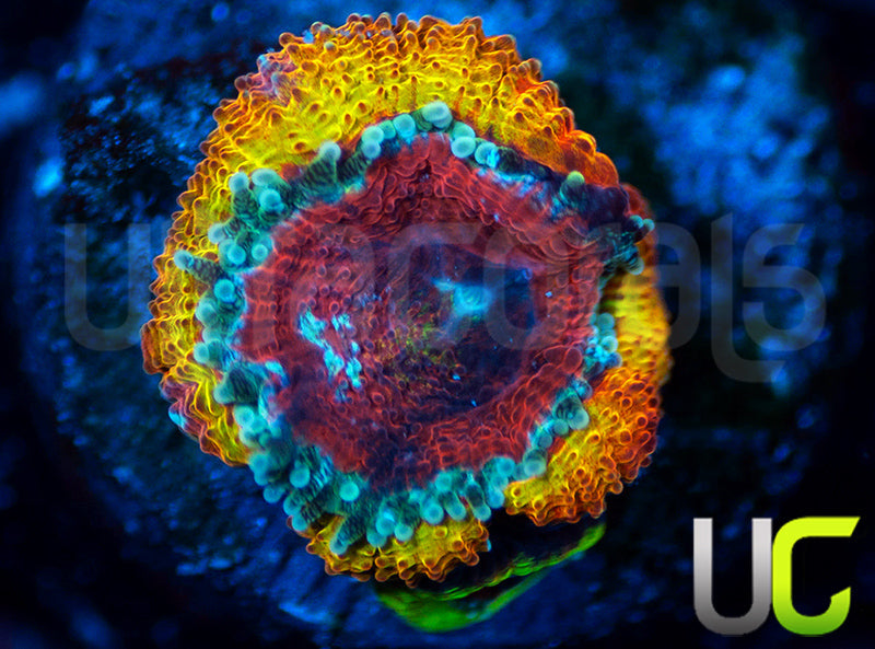 UC Sunfire Micro Amakusensis