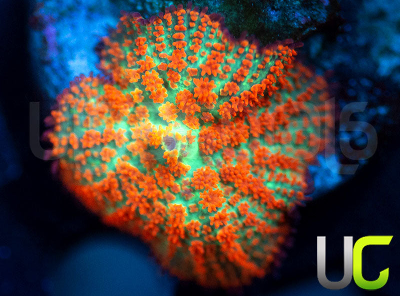 UC Flaming Jade Mushroom