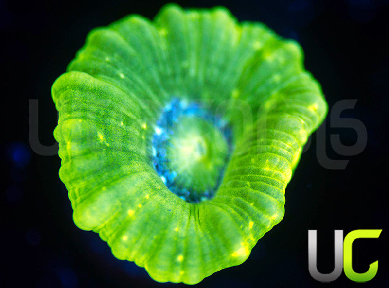 Kryptonite Candy Cane