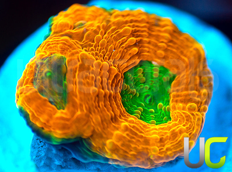 OG Pumpkin Patch Echinata