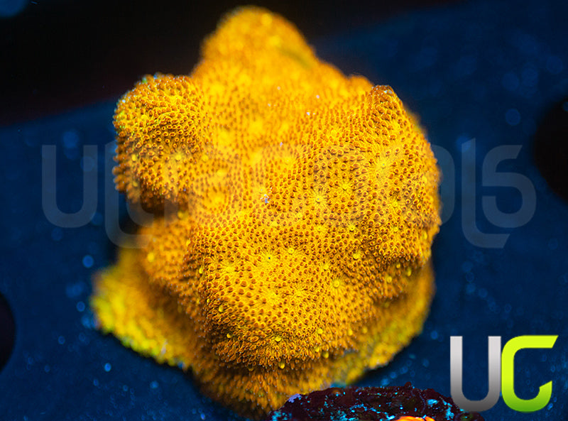 Yellow Yutz Psammocora