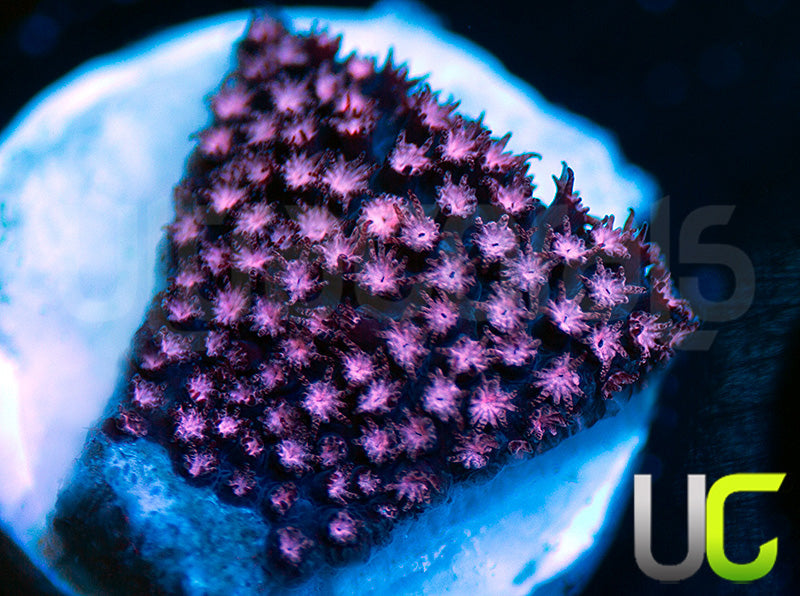 JF Jose Casas Pink Polyp Stylo