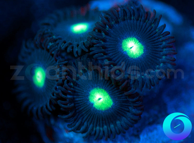 Mint Cobalt