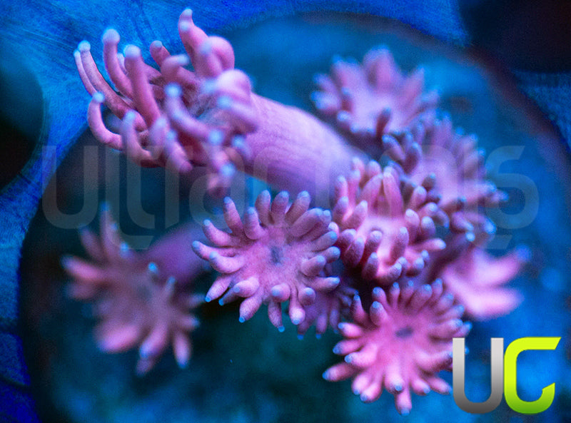 UC Purple Panda Goni
