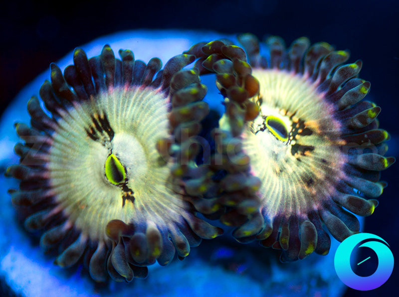 Hawaiian Ding Dang PE