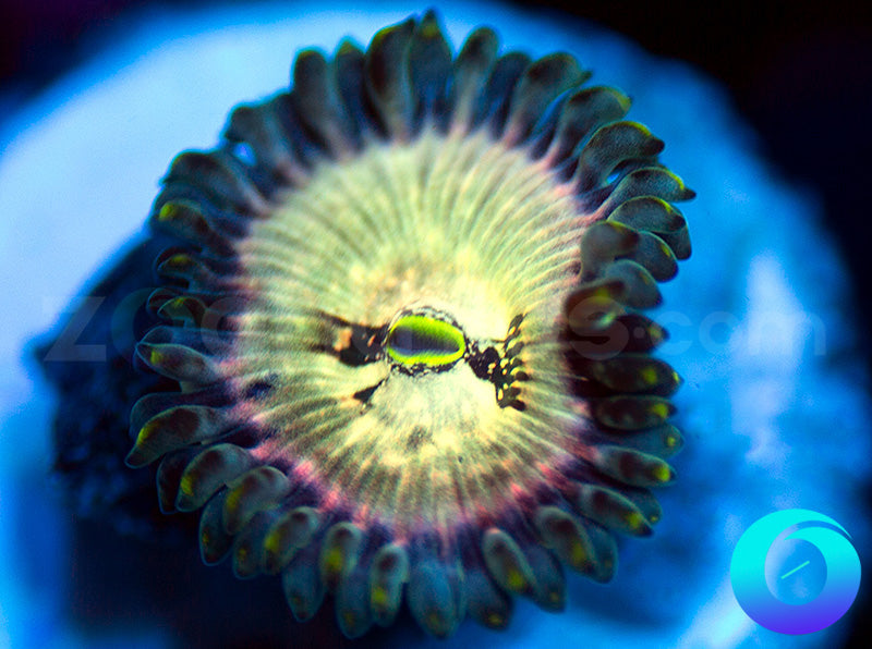 Hawaiian Ding Dang PE