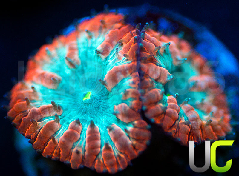 UC Home Stretch Blastos