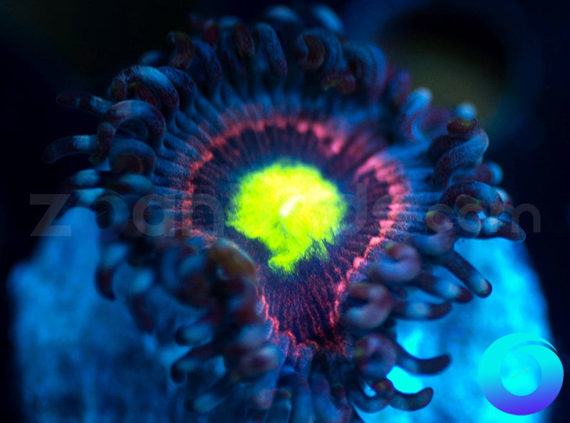 Bubblicious