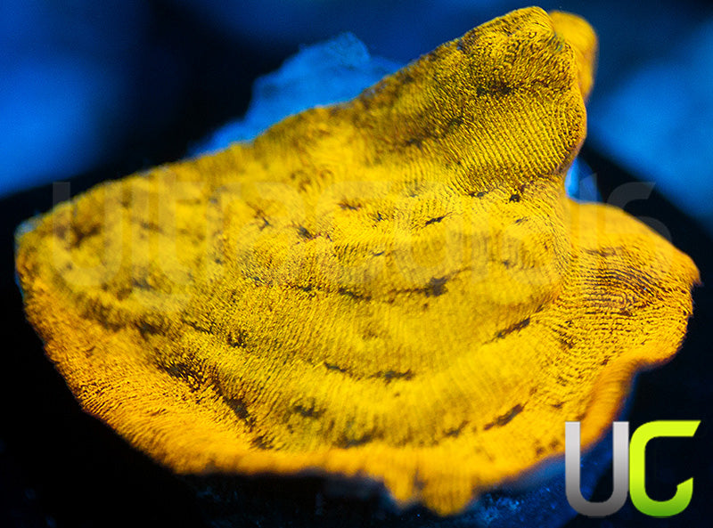 UC Golden Dragon Lepto