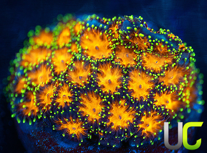 UC Lightning Tip Leptastrea