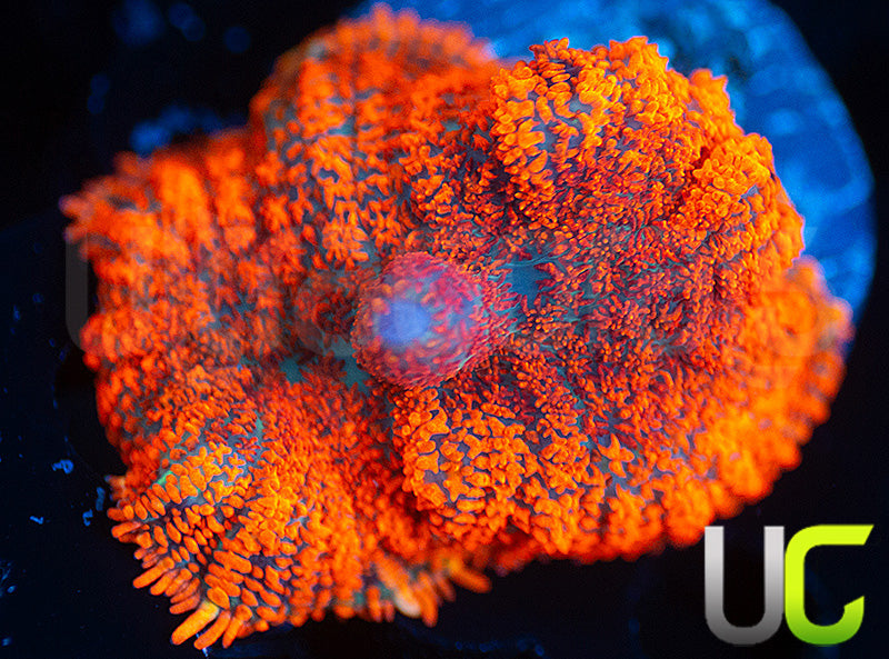 UC Hells Spells Mushroom