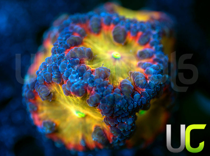 BSA Tittie Twister Blastos