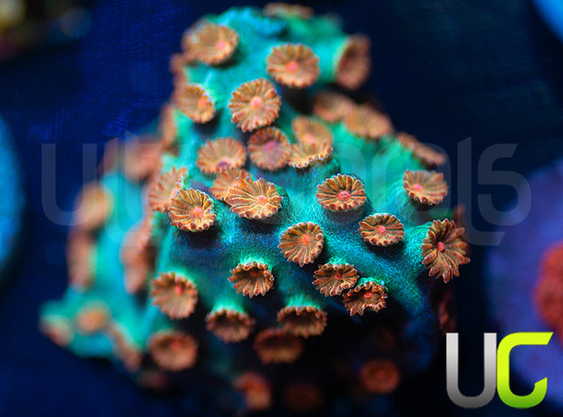 Meteor Shower Cyphastrea